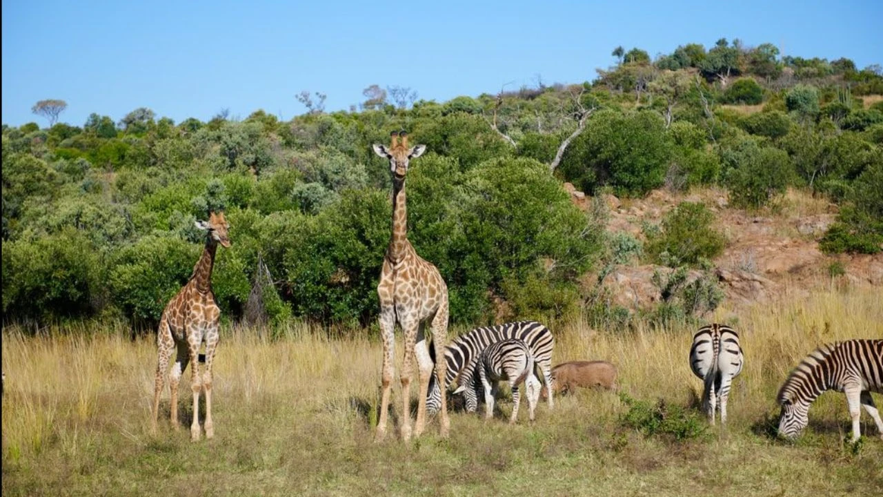 A Safari Romance Filming in Cape Town, South Africa