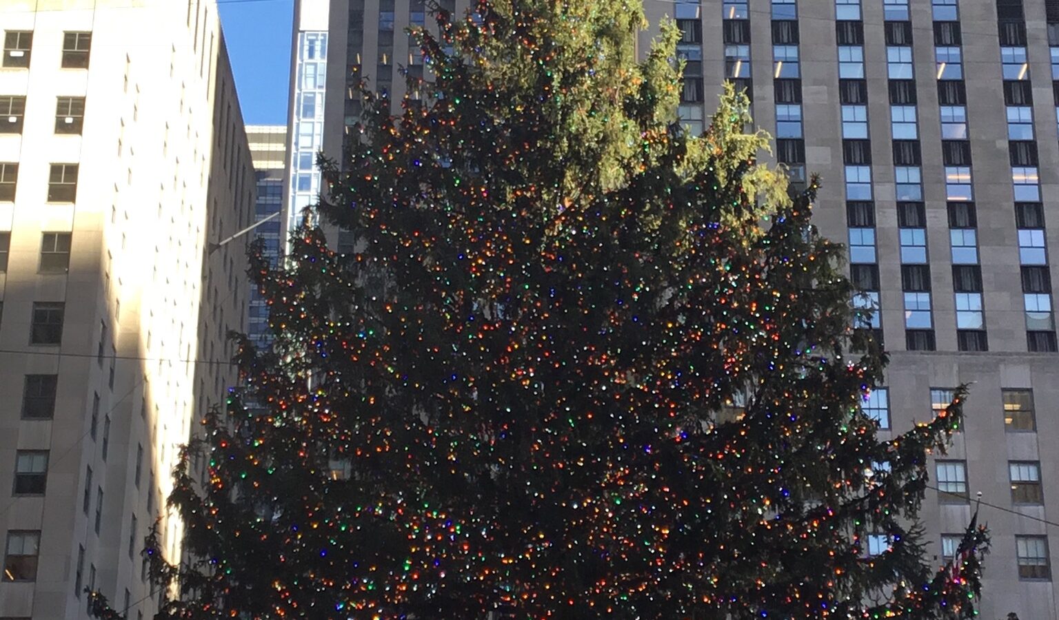 The lit Christmas tree at Rockefeller Center in New York City topped with a large star, with office towers behind it
